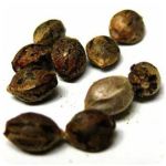 Семена марихуаны АК-47  (Seeds AK-47) в Уварово